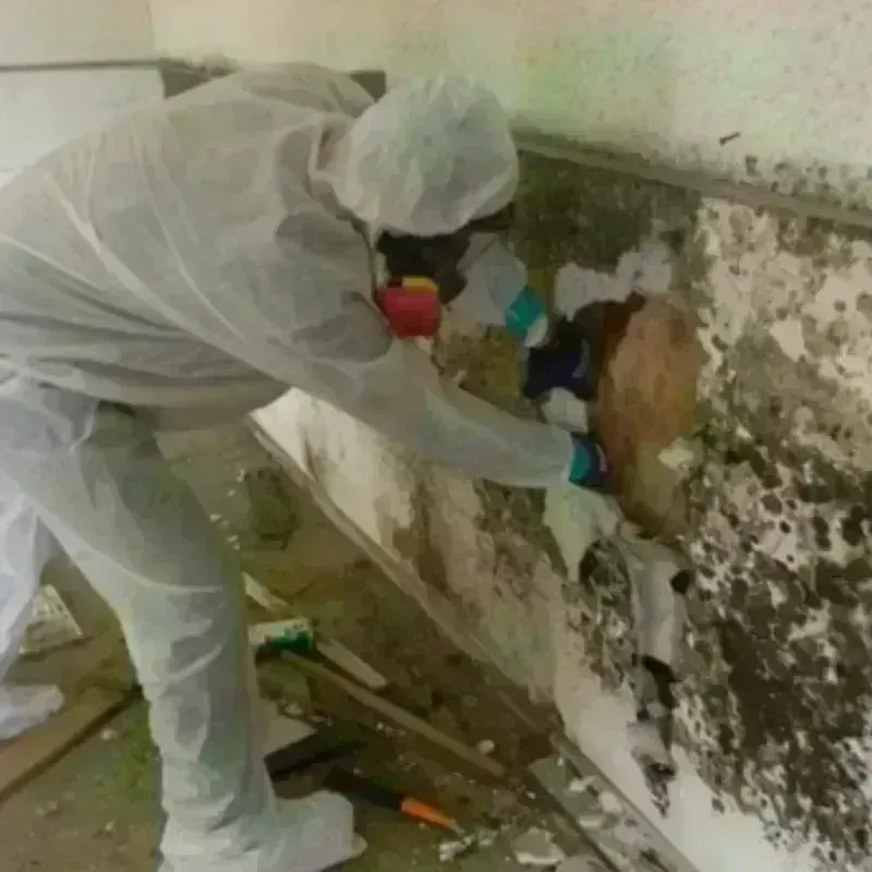 Mold Remediation and Removal in Three Rivers, CA